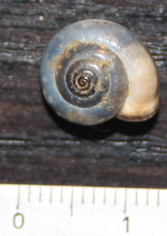 Monacha cartusiana e Cernuella cf. neglecta